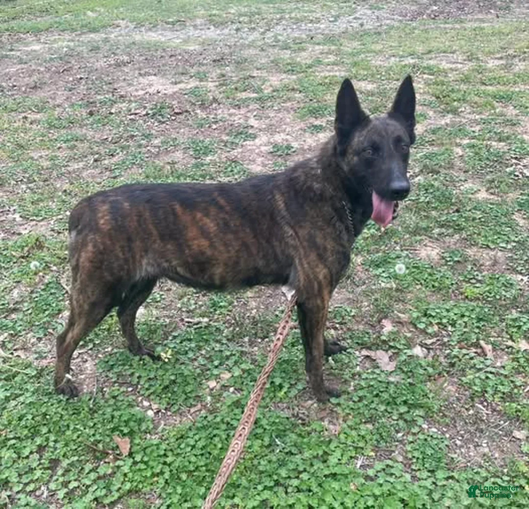 Mixed Breed dogs for sale: Male Puppy 1 - Ad 8