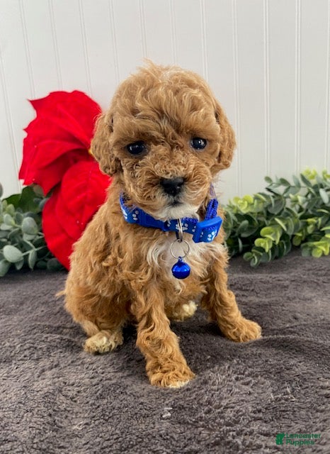 Toy Poodle dogs Jimmy-tiny - Ad 11