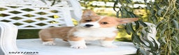 Welsh Corgi Pembroke dogs for sale: Sugar - Ad 1