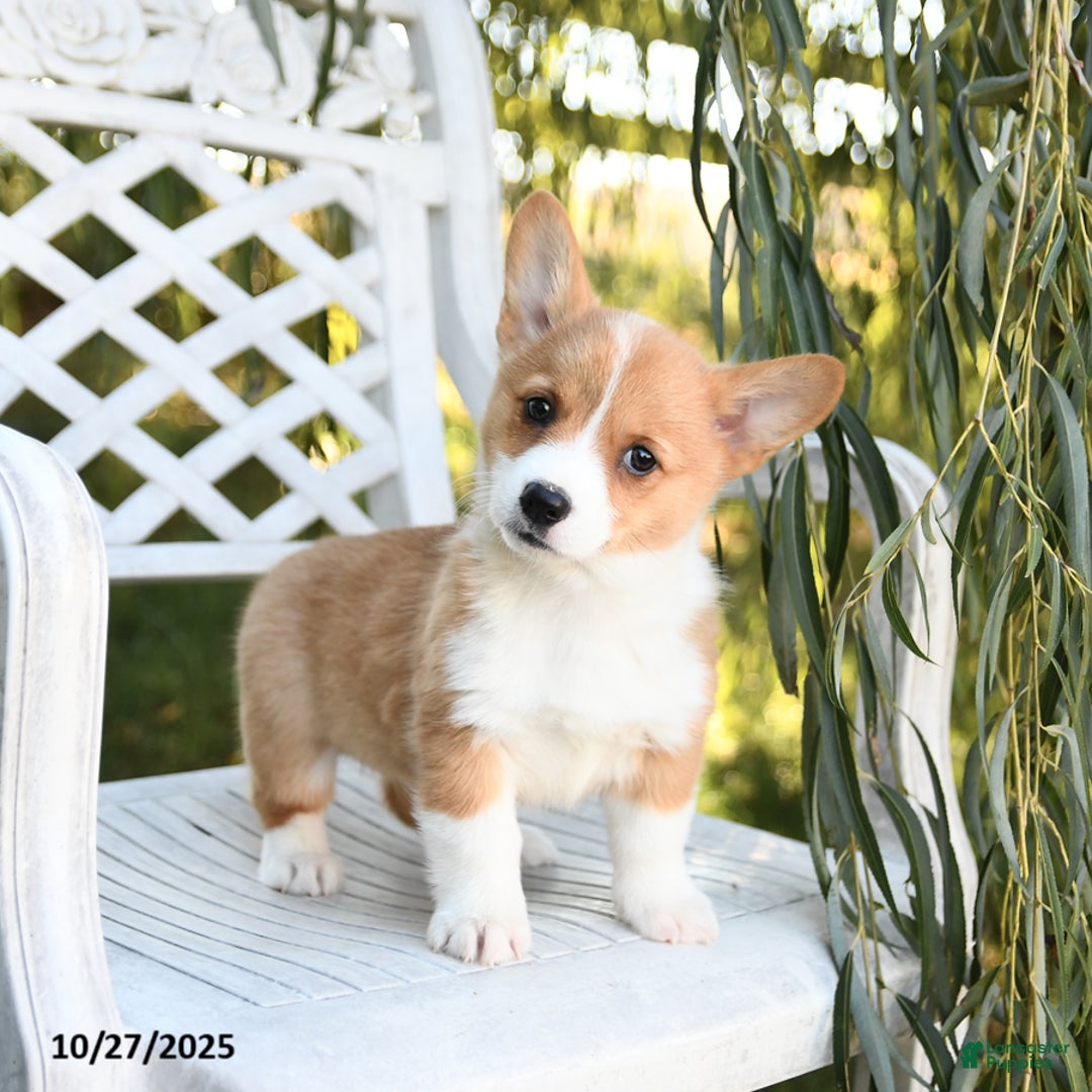 Welsh Corgi Pembroke dogs for sale: Sugar - Ad 1