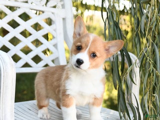 Welsh Corgi Pembroke dogs Sugar - Ad 39