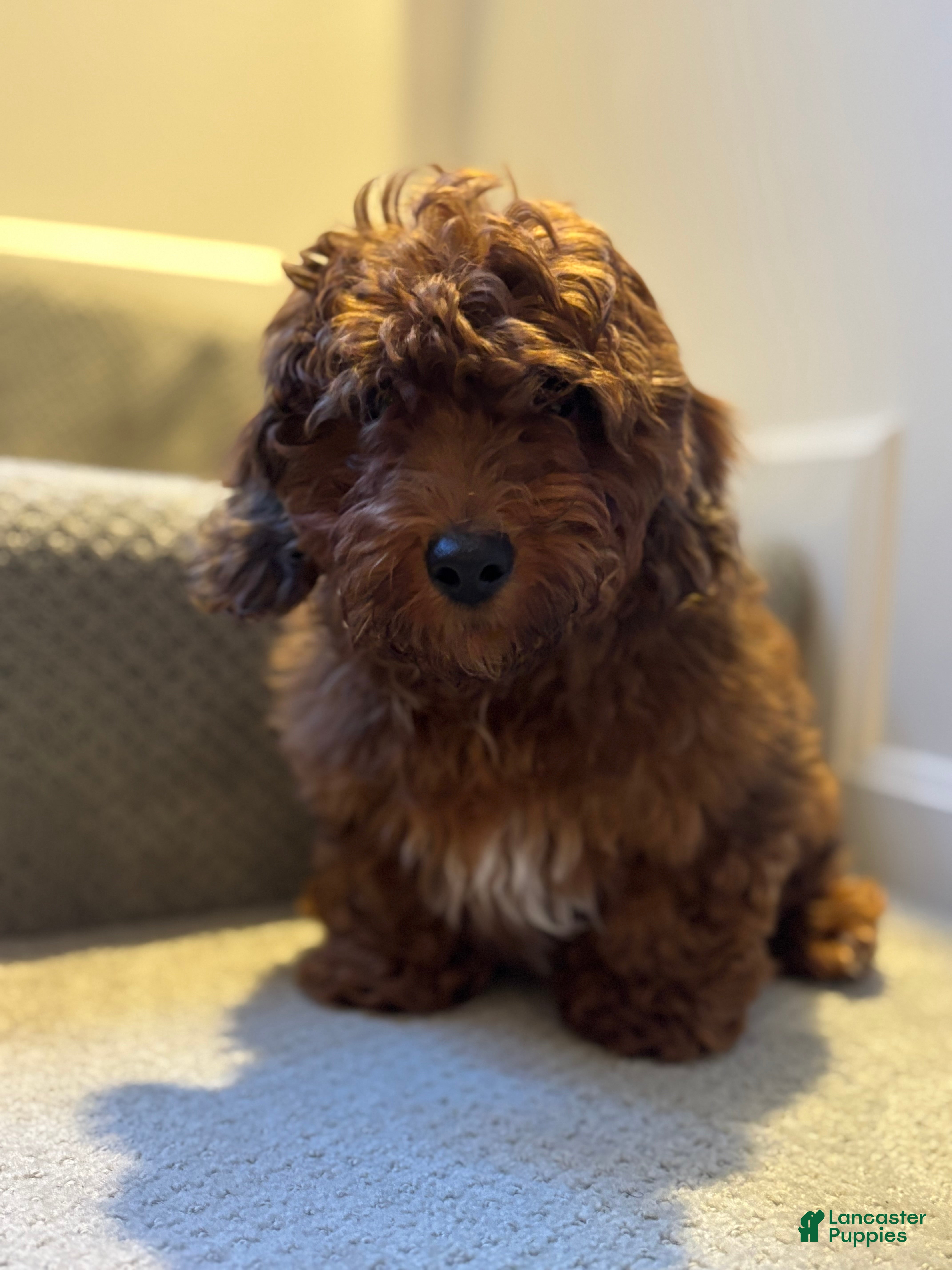 Mini Goldendoodle dogs Scout - Ad 1