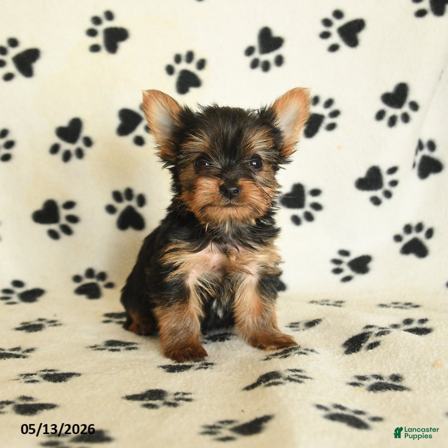 Yorkshire Terrier dogs Lulu - Ad 2