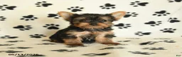 Yorkshire Terrier dogs for sale: Lulu - Ad 2