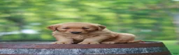 Golden Retriever dogs for sale: Betsy - Ad 5