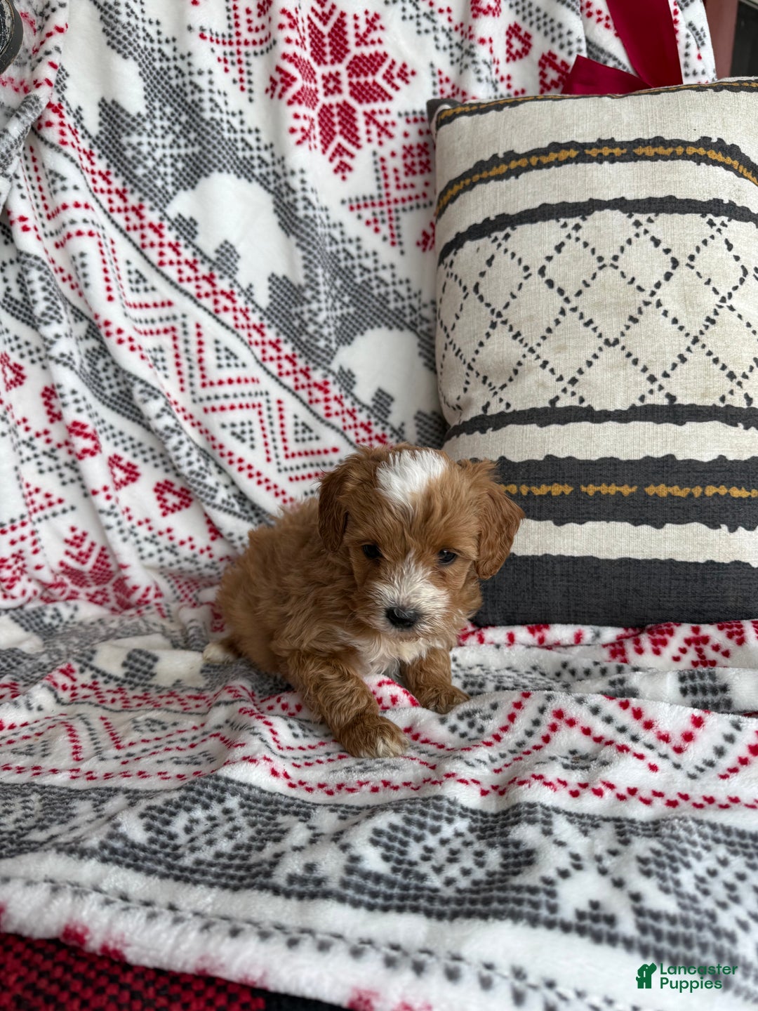 Mini Bernedoodle dogs for sale: Charlie - Ad 4