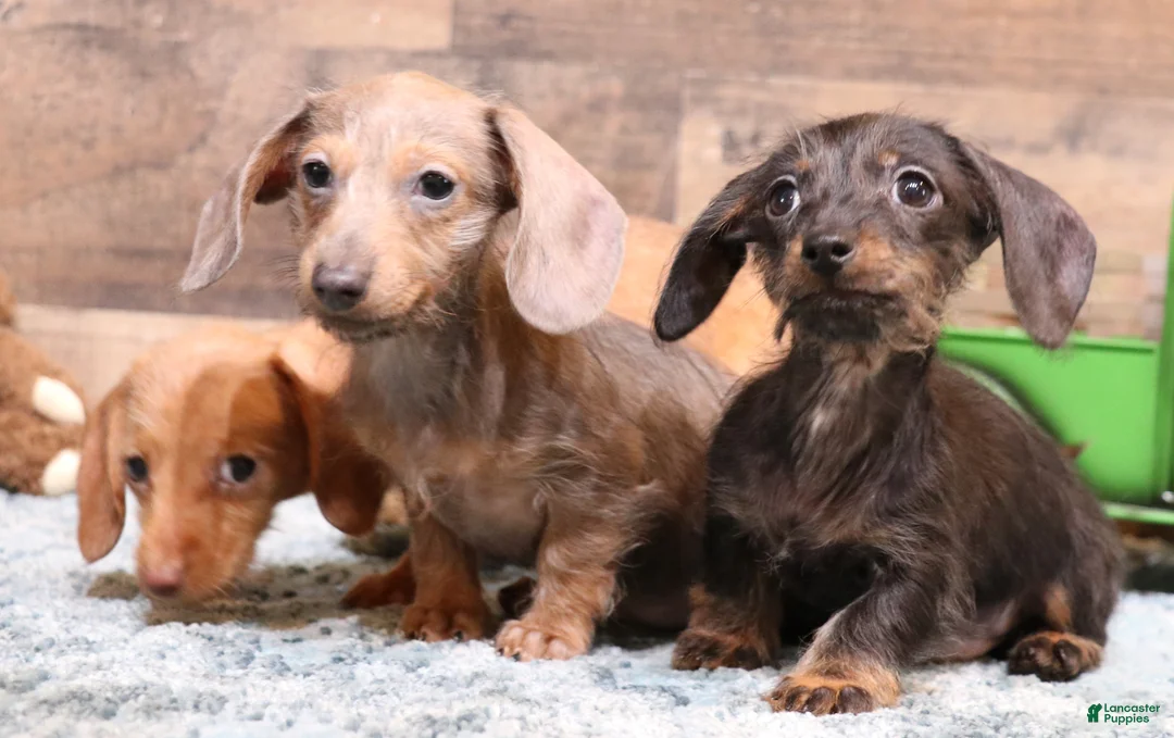 Miniature Dachshund dogs for sale: Barbie blue/tan wirehair female - Ad 2