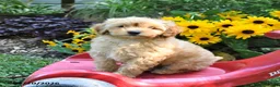 Cockapoo dogs for sale: Bear - Ad 2