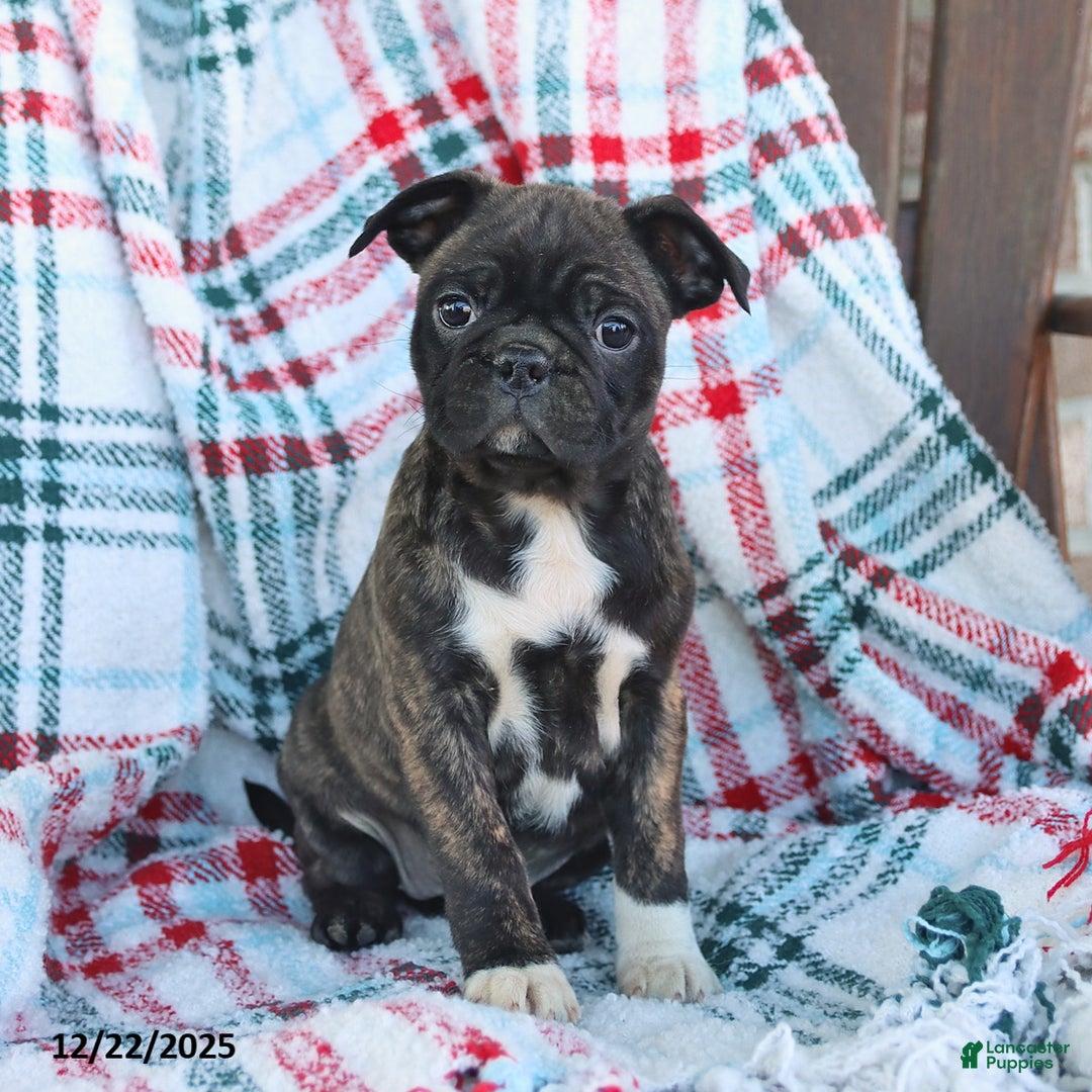 Mixed Breed dogs for sale: Jasmine - Ad 2