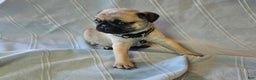 Pug dogs for sale: Fannie - Ad 22