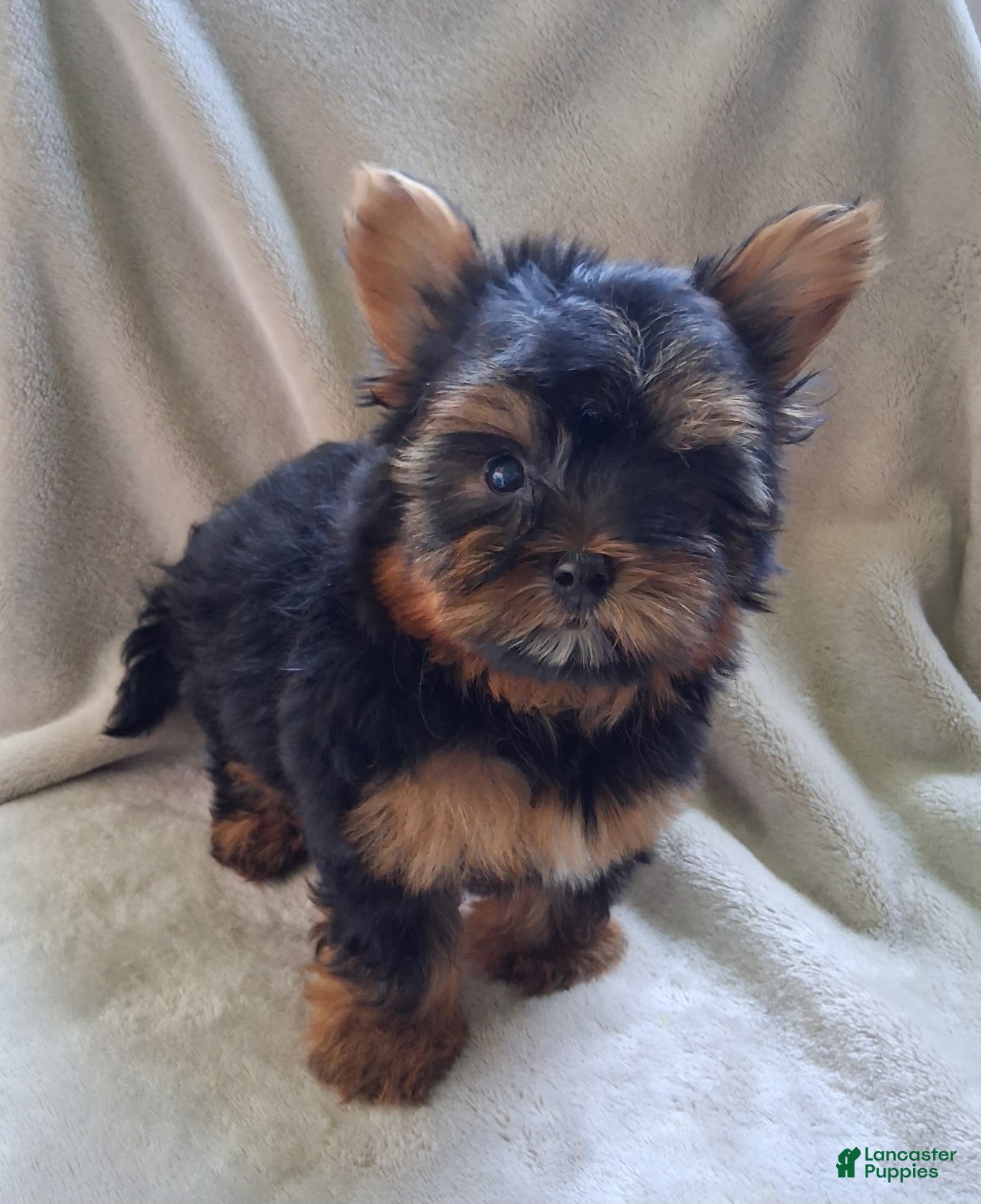 Yorkshire Terrier dogs Zach - Ad 2