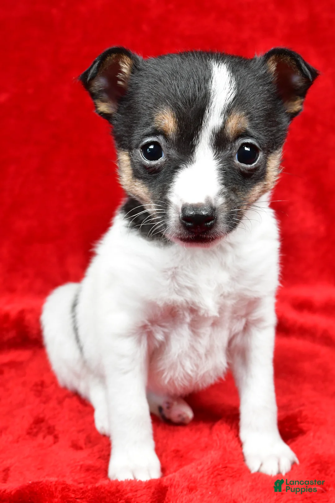 Toy Fox Terrier dogs for sale: Lilly - Ad 2
