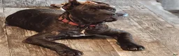 Cane Corso dogs for sale: Cane Corso 2 - Ad 22
