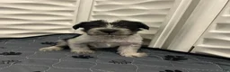 Miniature Schnauzer dogs for sale: Miniature Schnauzer 1 - Ad 2