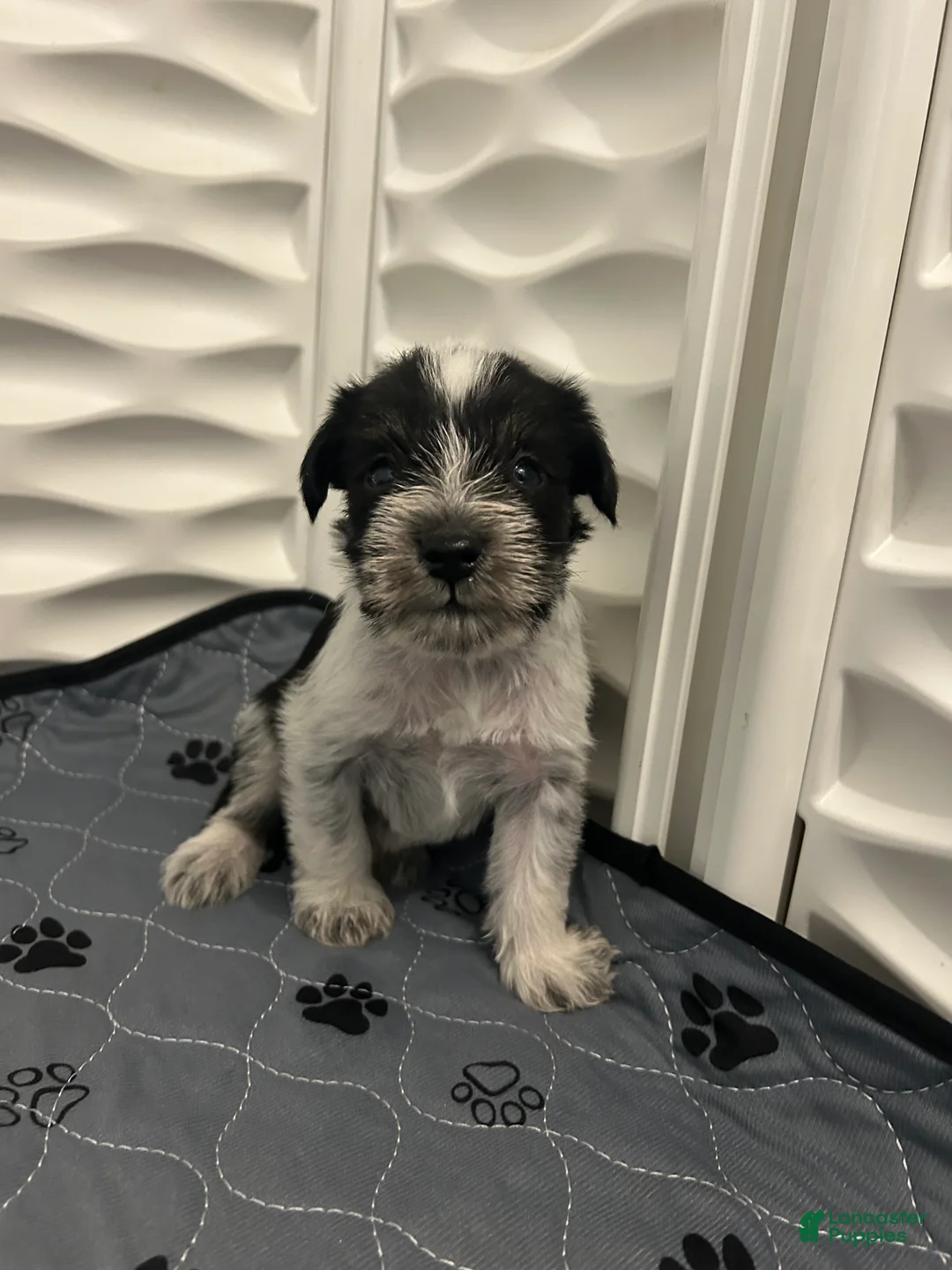 Miniature Schnauzer dogs for sale: Miniature Schnauzer 1 - Ad 2