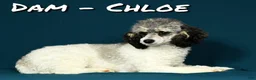 Miniature Poodle dogs for sale: Connor - Ad 10