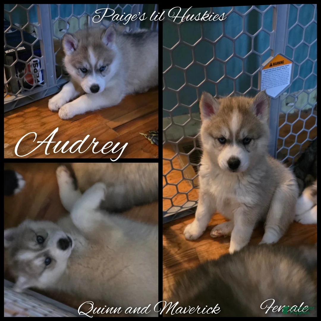Siberian Husky dogs for sale: Audrey  - Ad 1