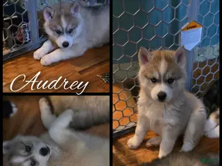 Siberian Husky dogs Audrey - Ad 13