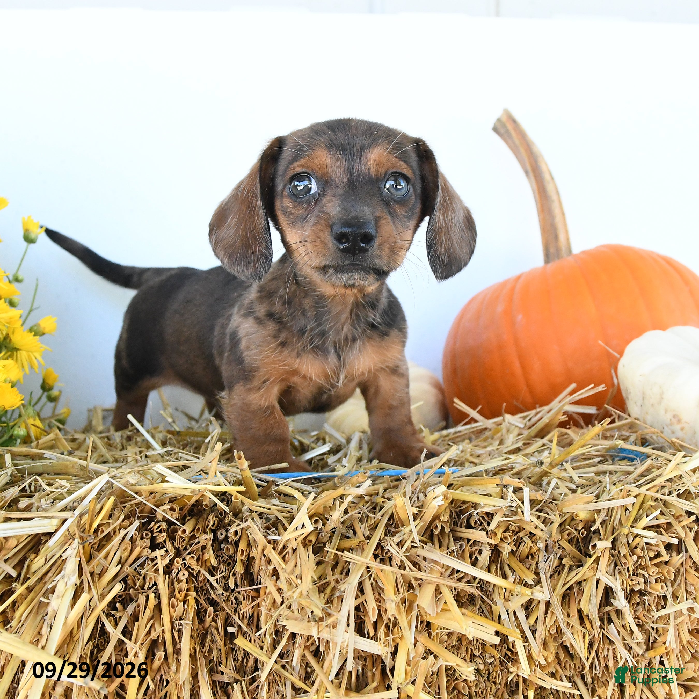 Myles (Dachshund, Male) in Goshen, IN