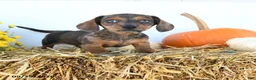 Miniature Dachshund dogs for sale: Myles - Ad 1