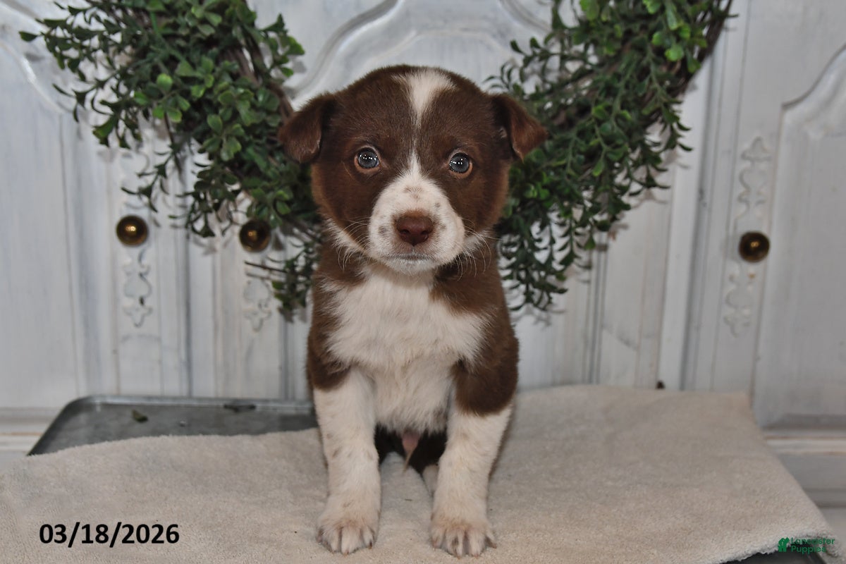 Mixed Breed dogs Jasper - Ad 1