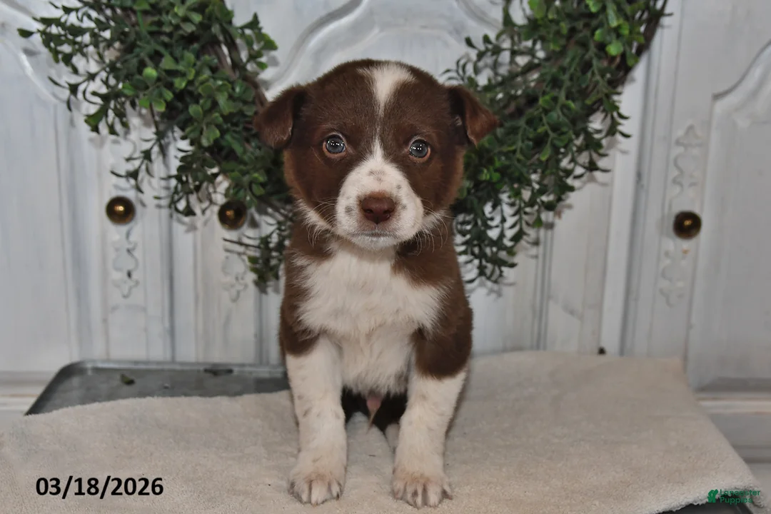 Mixed Breed dogs for sale: Jasper - Ad 1