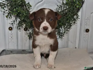 Mixed Breed dogs for sale: Jasper - Ad 2
