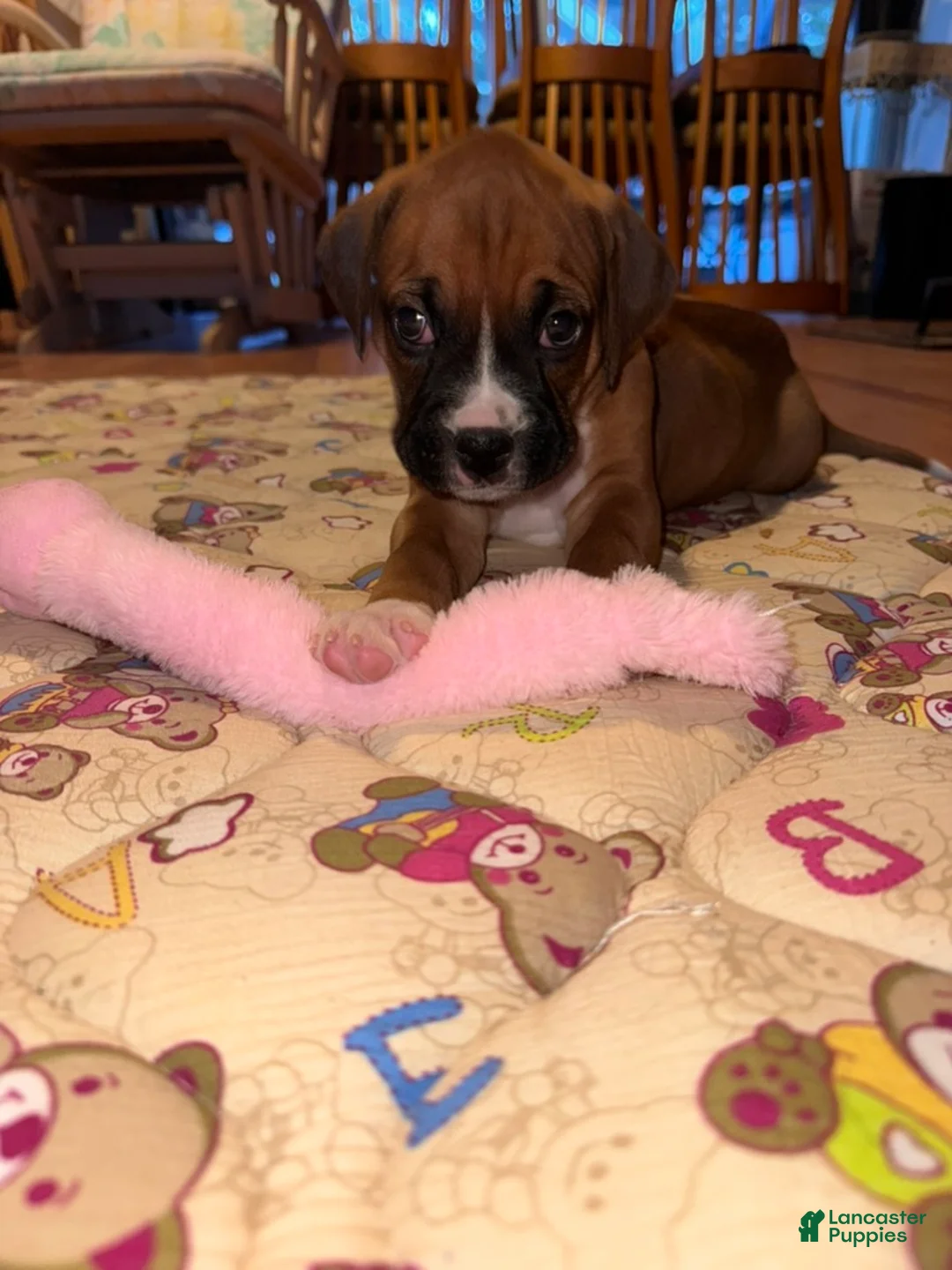 Boxer dogs for sale: Sully - Ad 2