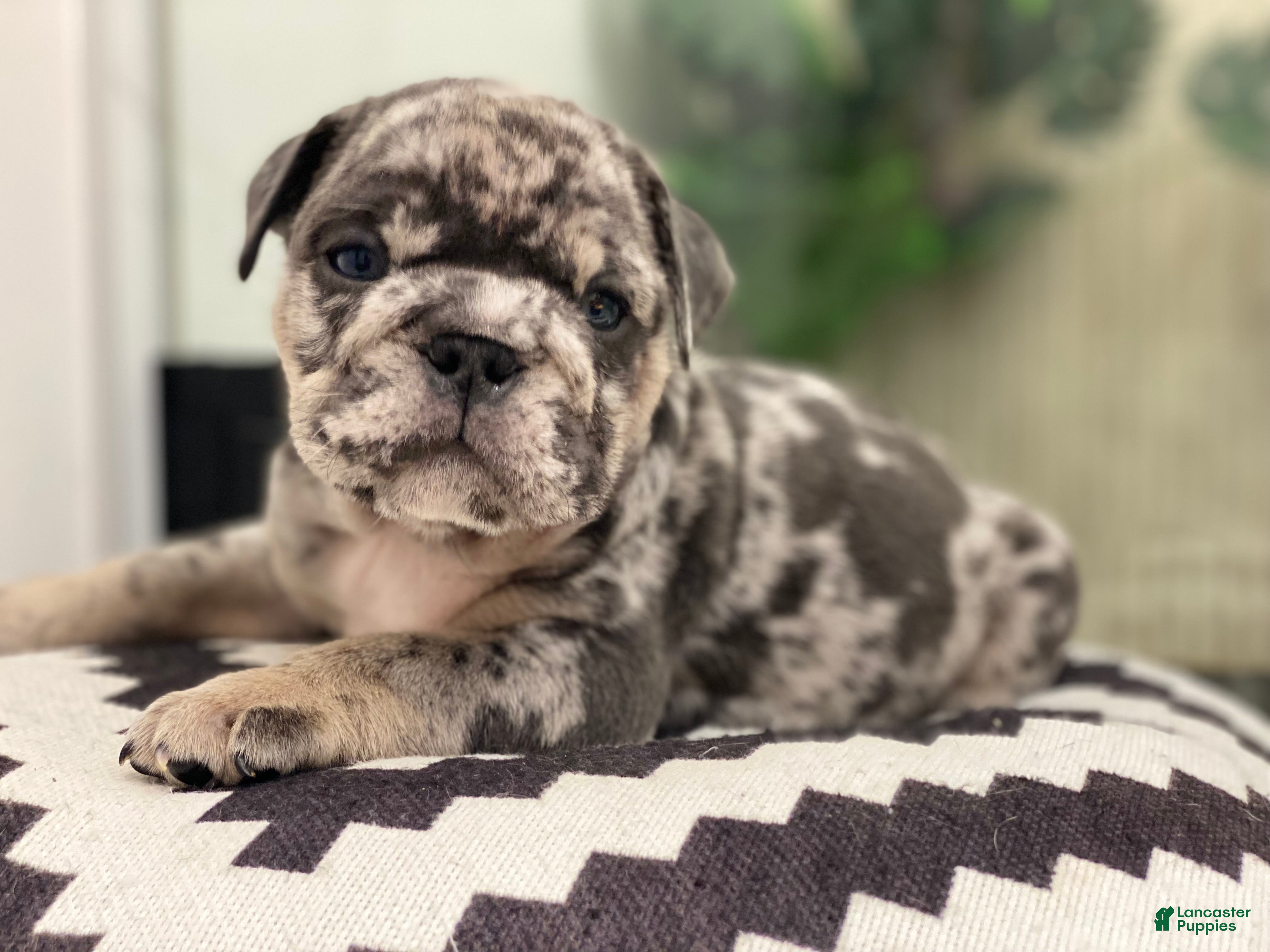 English Bulldog dogs Mad Max - RESERVED  - Ad 24