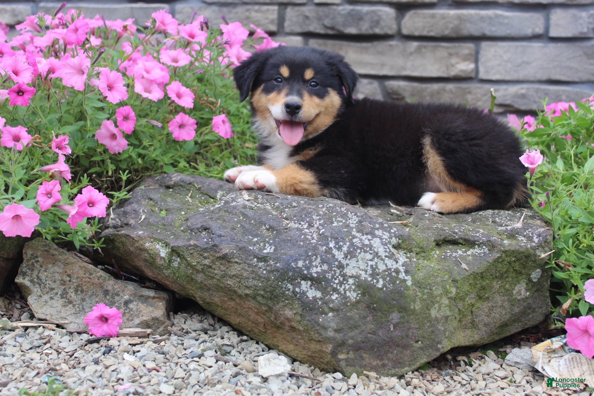 Australian Shepherd dogs Pixie  - Ad 2