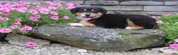 Australian Shepherd dogs for sale: Pixie  - Ad 2