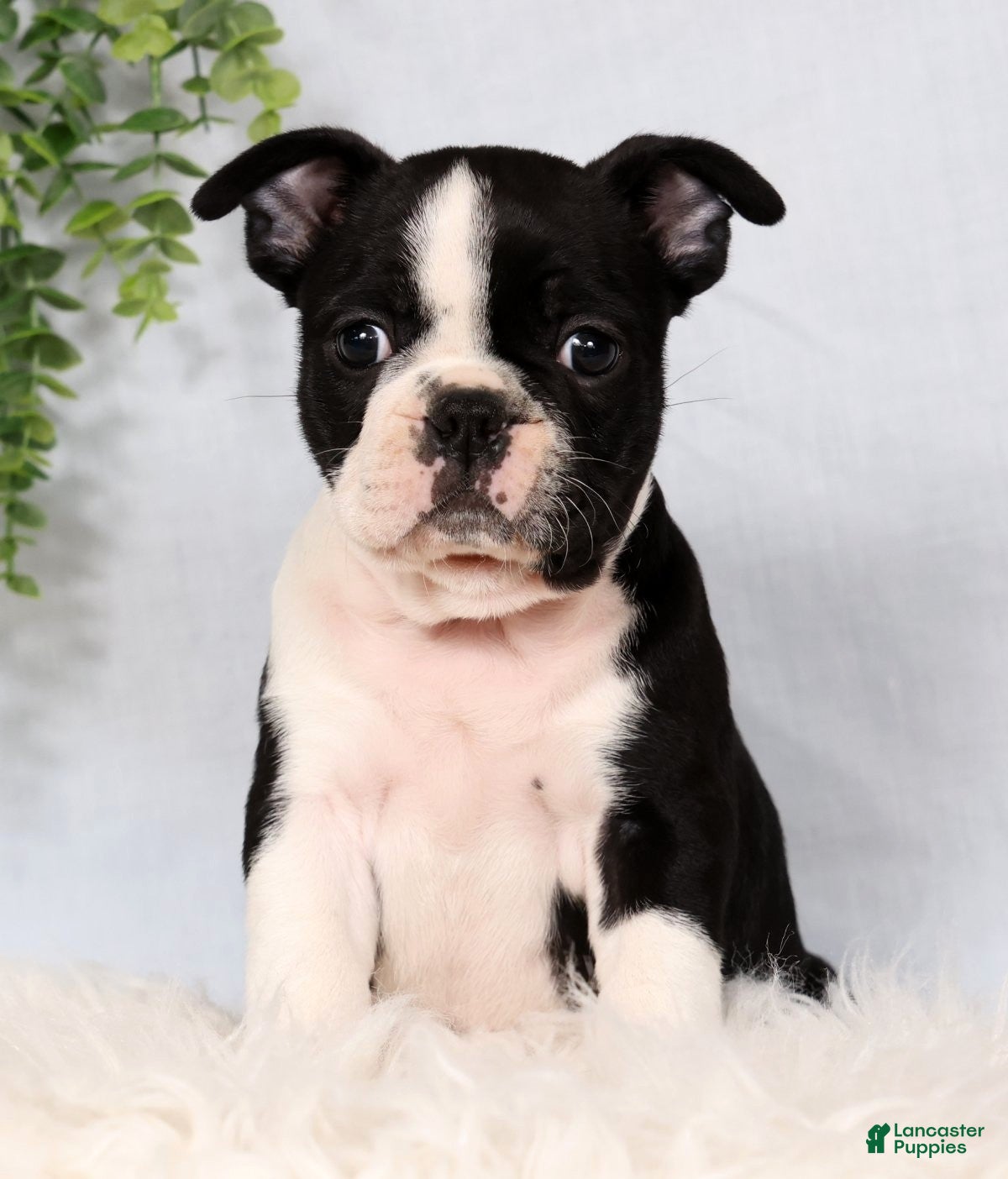 Frenchton dogs Scott - Ad 2