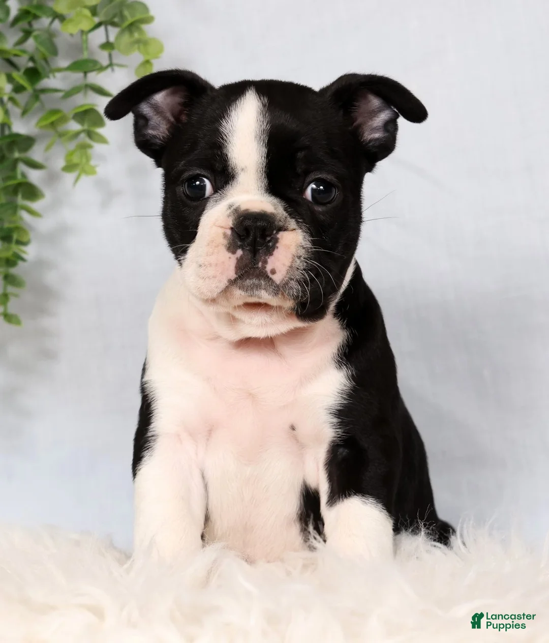 Frenchton dogs for sale: Scott - Ad 2