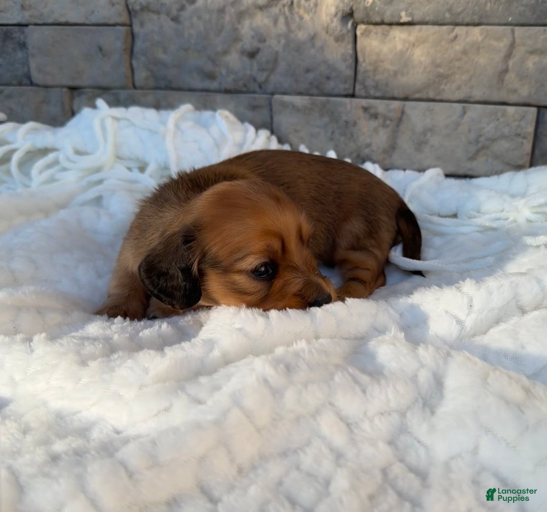 Miniature Dachshund dogs for sale: Coco - Ad 3