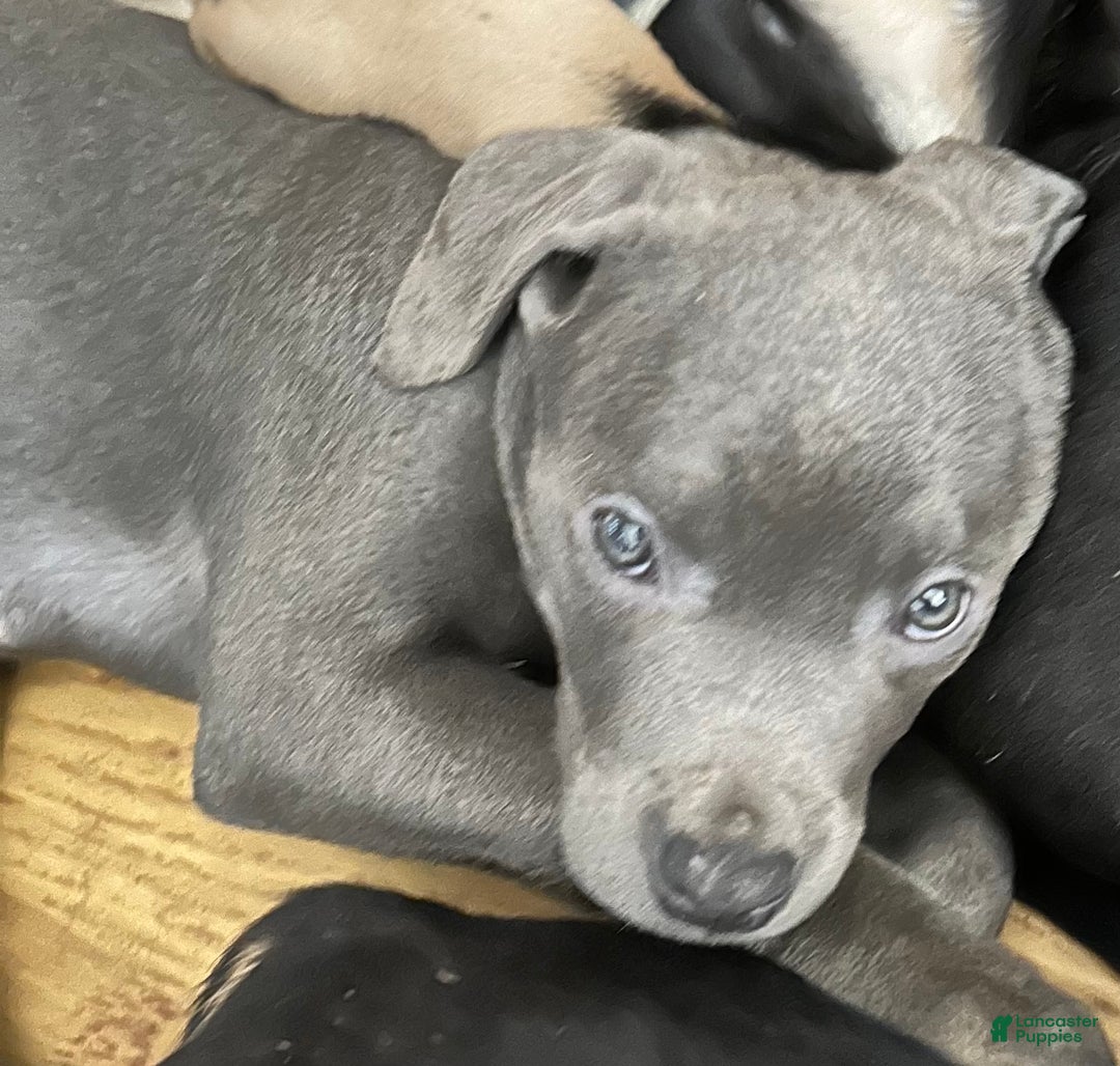 Mixed Breed dogs for sale: Cane Corso-Rottweiler - Ad 3