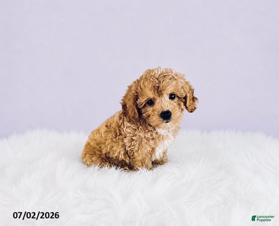 Cavapoochon dogs Sparky - Ad 2