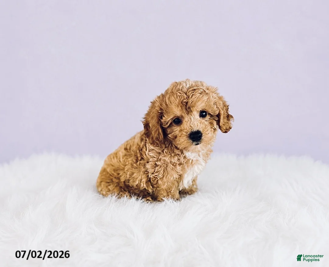 Cavapoochon dogs for sale: Sparky - Ad 2