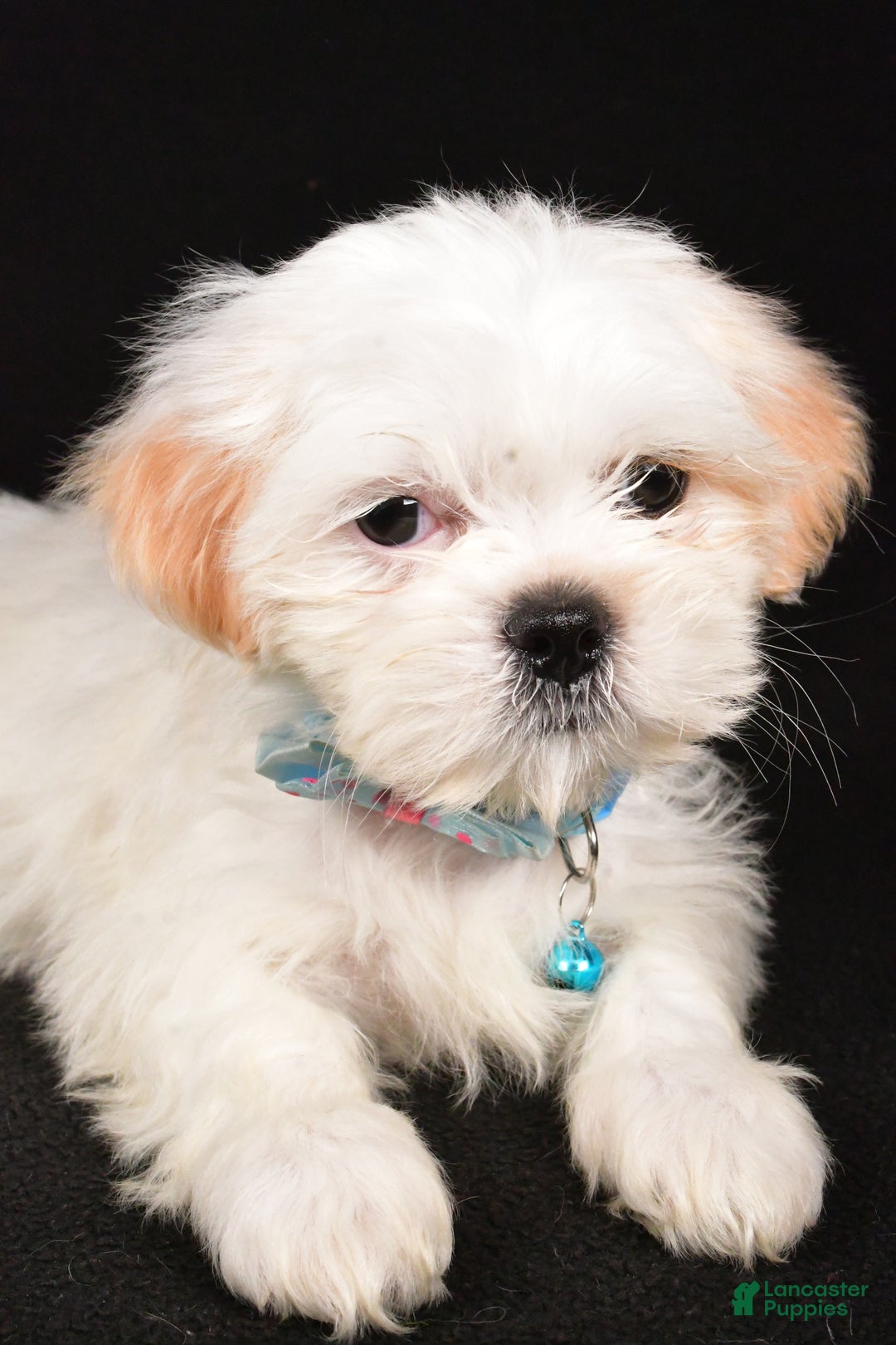 Shih Tzu dogs for sale: Yale - Ad 3