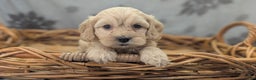 Cockapoo dogs for sale: Lieutenant Pete - Ad 26