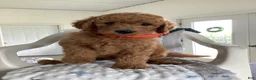 Goldendoodle dogs for sale: Goldendoodle 2 Ronnie F1b  - Ad 5