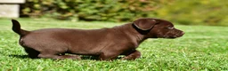 Labrador Retriever dogs for sale: Chico - Ad 12