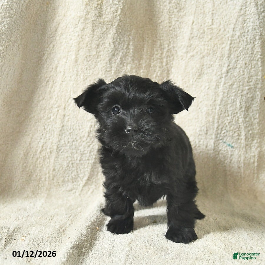 Mixed Breed dogs Waffles  - Ad 42