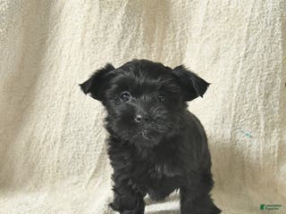 Mixed Breed dogs Waffles - Ad 42