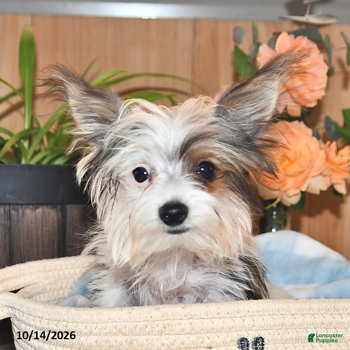 Mixed Breed dogs Rover - Ad 1