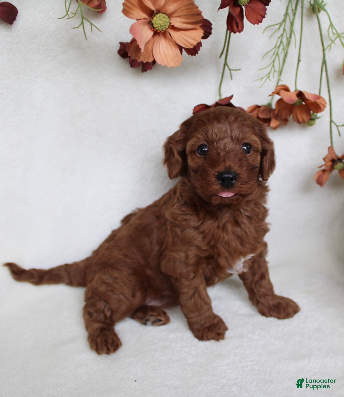 Cavapoo dogs Remi - Ad 1