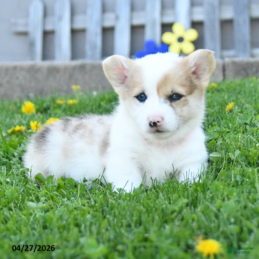 Welsh Corgi Pembroke dogs Buster - Ad 1