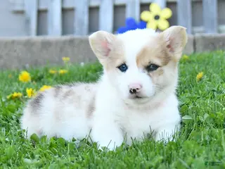 Welsh Corgi Pembroke dogs for sale: Buster - Ad 3