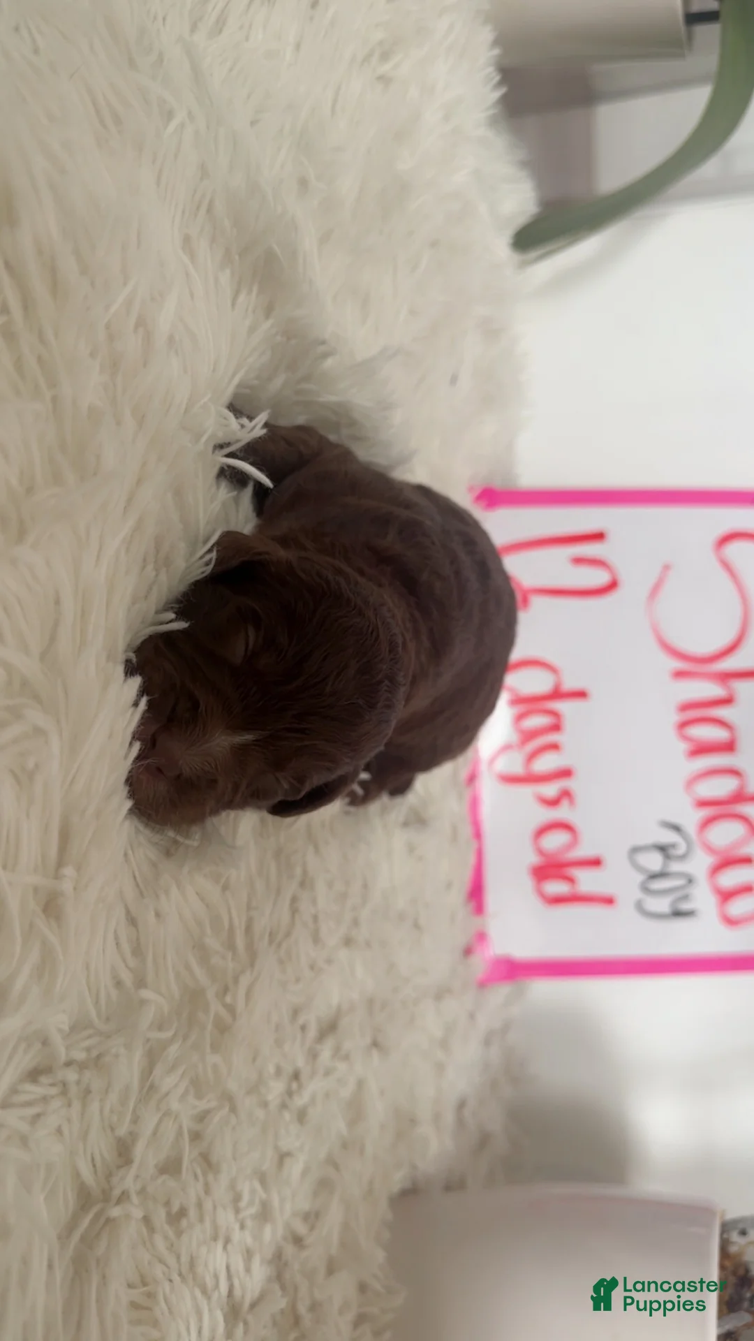 Double Doodle dogs for sale: Double Doodle 2 - Ad 1