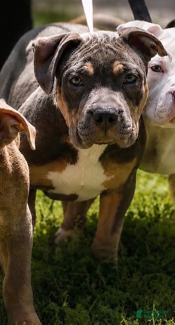 American Bully dogs American Bully 9 - Ad 1