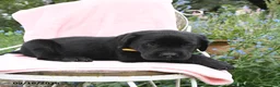 Labrador Retriever dogs for sale: Mister - Ad 4